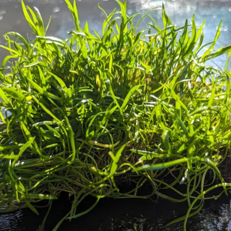 Set of Live Aquarium Plants Stems, Freshwater Decorations Tropical, Fresh Water Aquatic Plants for Pond, Aquarium Plants Live for Tank Beginner