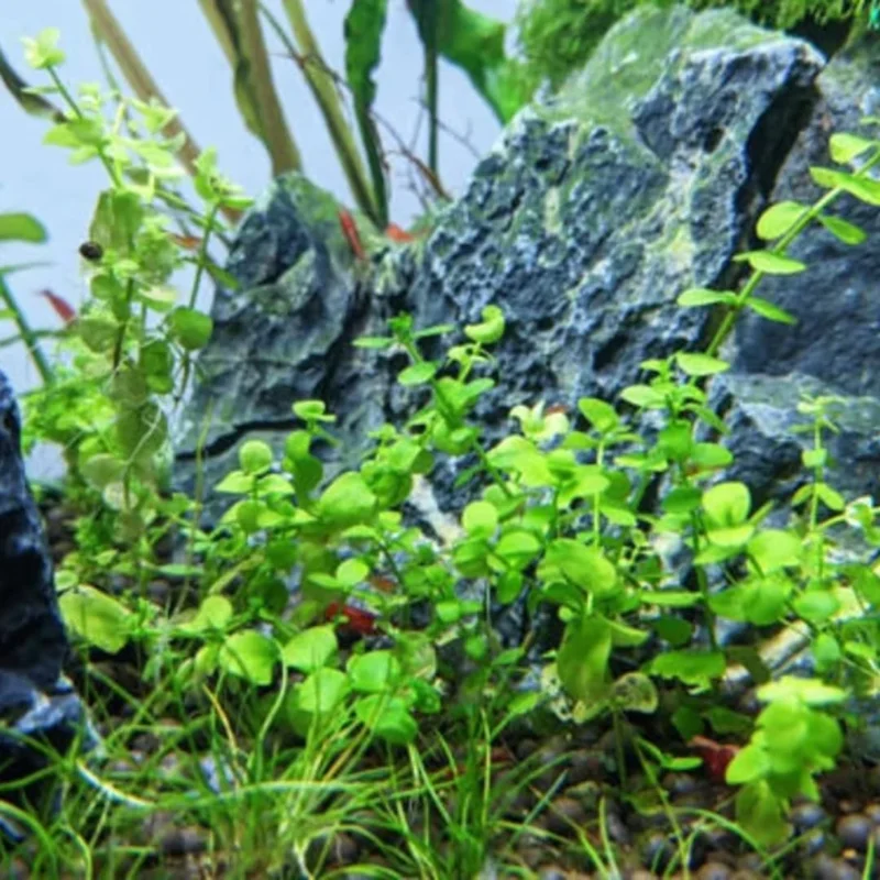 Set of Live Aquarium Plants Stems, Freshwater Decorations Tropical, Fresh Water Aquatic Plants for Pond, Aquarium Plants Live for Tank Beginner