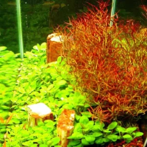 Set of Live Aquarium Plants Stems, Freshwater Decorations Tropical, Fresh Water Aquatic Plants for Pond, Aquarium Plants Live for Tank Beginner