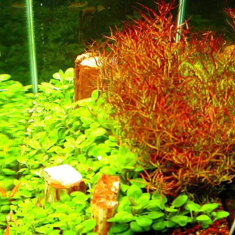 Set of Live Aquarium Plants Stems, Freshwater Decorations Tropical, Fresh Water Aquatic Plants for Pond, Aquarium Plants Live for Tank Beginner