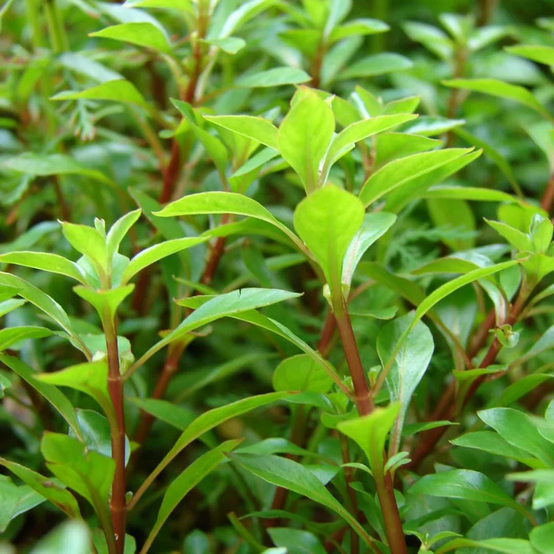 Set of Live Aquarium Plants Stems, Freshwater Decorations Tropical, Fresh Water Aquatic Plants for Pond, Aquarium Plants Live for Tank Beginner