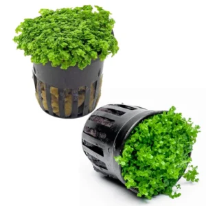 Set of Live Aquarium Plants Stems, Freshwater Decorations Tropical, Fresh Water Aquatic Plants for Pond, Aquarium Plants Live for Tank Beginner