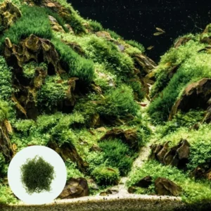 Live Pack Aquarium Plants Tropical Freshwater Decorations, Easy for Tank Beginner, Aquatic Plants for Pond