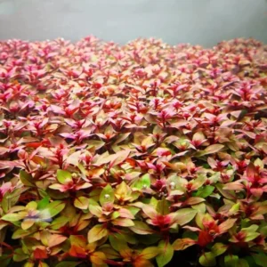 Live Pack Aquarium Plants Tropical Freshwater Decorations, Easy for Tank Beginner, Aquatic Plants for Pond