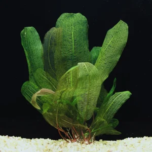 Aquatic Plants for Pond, Live Pack Aquarium Plants Tropical Freshwater Decorations, Easy for Tank Beginner