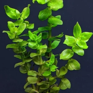 Aquatic Plants for Pond, Live Pack Aquarium Plants Tropical Freshwater Decorations, Easy for Tank Beginner