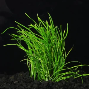 Aquatic Plants for Pond, Live Pack Aquarium Plants Tropical Freshwater Decorations, Easy for Tank Beginner