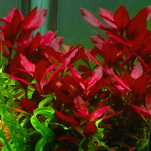 Aquatic Plants for Pond, Live Pack Aquarium Plants Tropical Freshwater Decorations, Easy for Tank Beginner