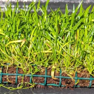 Aquatic Plants for Pond, Live Pack Aquarium Plants Tropical Freshwater Decorations, Easy for Tank Beginner