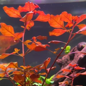 Aquatic Plants for Pond, Live Pack Aquarium Plants Tropical Freshwater Decorations, Easy for Tank Beginner