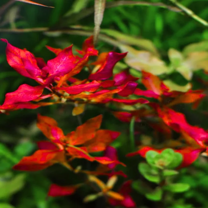 Tropical Freshwater Decorations Live Pack Aquarium Plants, Easy for Tank Beginner