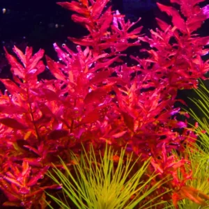 Tropical Freshwater Decorations Live Pack Aquarium Plants, Easy for Tank Beginner