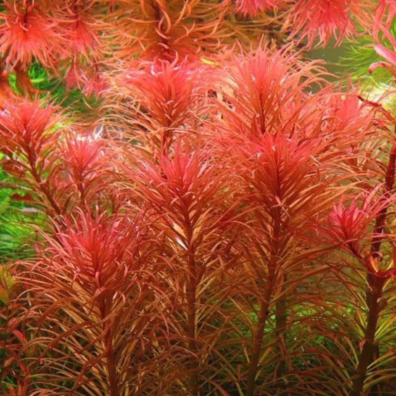Tropical Freshwater Decorations Live Pack Aquarium Plants, Easy for Tank Beginner