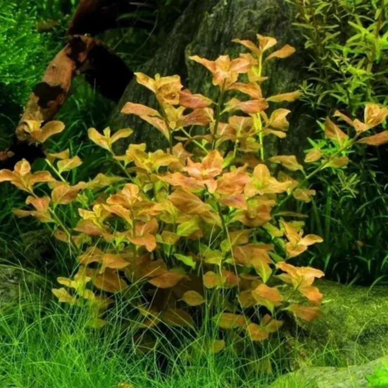 Tropical Freshwater Decorations Live Pack Aquarium Plants, Easy for Tank Beginner