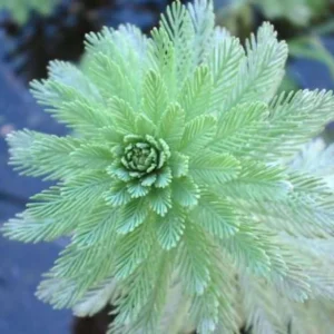 Freshwater Aquarium Plants, Stems, No Root, Aquarium Plants Live, Fresh Water Aquatic Plants for Pond