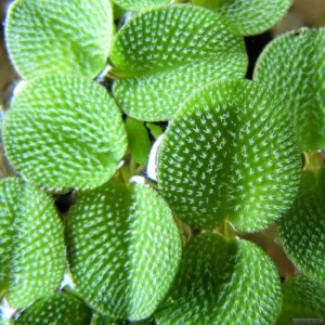 Freshwater Aquarium Plants, Stems, No Root, Aquarium Plants Live, Fresh Water Aquatic Plants for Pond