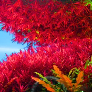 Freshwater Aquarium Plants, Stems, No Root, Aquarium Plants Live, Fresh Water Aquatic Plants for Pond