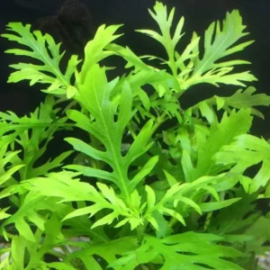 Freshwater Aquarium Plants, Stems, No Root, Aquarium Plants Live, Fresh Water Aquatic Plants for Pond