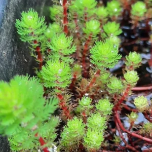 Freshwater Aquarium Plants, Stems, No Root, Aquarium Plants Live, Fresh Water Aquatic Plants for Pond