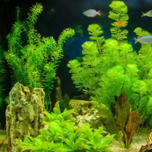 Freshwater Aquarium Plants, Stems, No Root, Aquarium Plants Live, Fresh Water Aquatic Plants for Pond