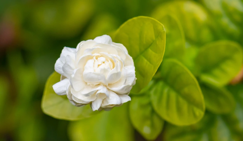 Grand Duke of Tuscany Jasmine flowers