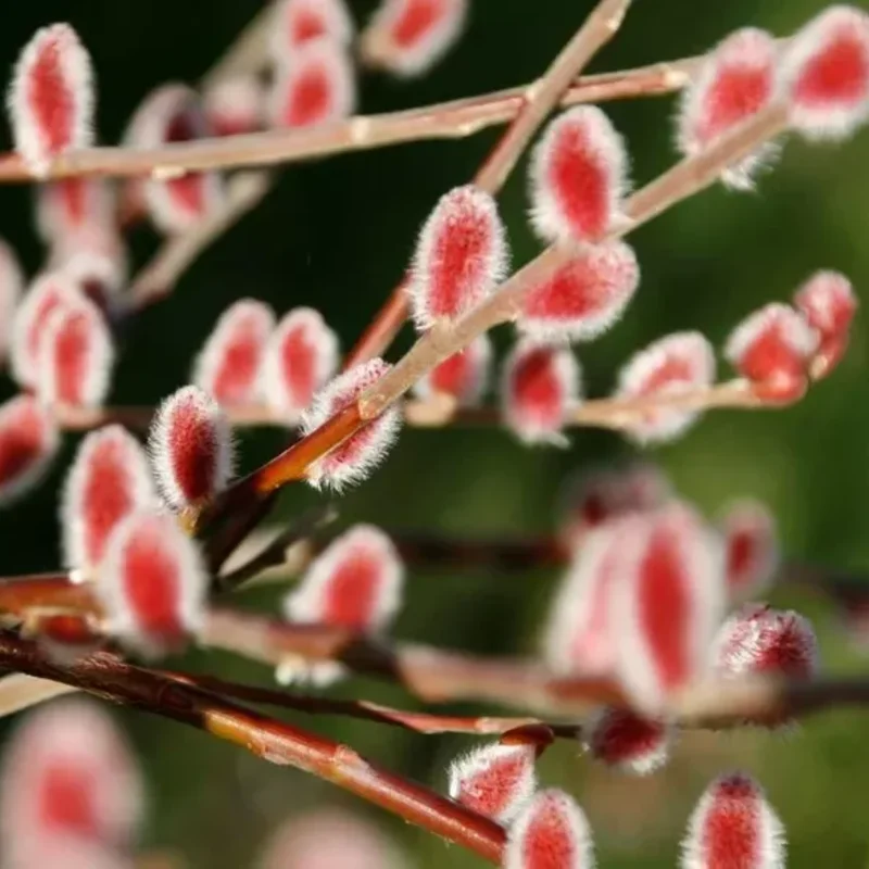 10 Pcs Pink Pussy Willow Cuttings, 8-10 Inches, Live Ornamental Willow Plant Live, Pussy Willow Tree Live Plant