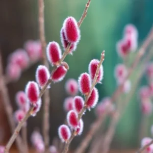 5 Pink Pussy Willow Cuttings, Pussy Willow Live Plants for Gardens, 8-10 Inc Tall, Cut Flowers Pussy Willow Tree Live Plant