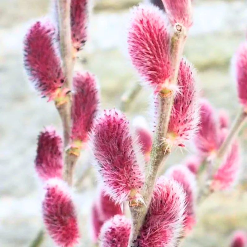10 Pcs Pink Pussy Willow Cuttings, 8-10 Inches, Live Ornamental Willow Plant Live, Pussy Willow Tree Live Plant