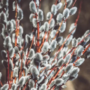 5 Pussy Willow Cuttings, Pussy Willow Live Plants for Gardens, 8-10 Inc Tall, Cut Flowers Pussy Willow Tree Live Plant