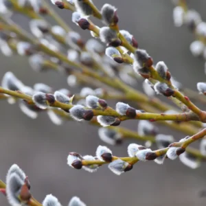 5 Pussy Willow Cuttings, Pussy Willow Live Plants for Gardens, 8-10 Inc Tall, Cut Flowers Pussy Willow Tree Live Plant
