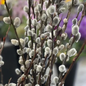 5 Pussy Willow Cuttings, Pussy Willow Live Plants for Gardens, 8-10 Inc Tall, Cut Flowers Pussy Willow Tree Live Plant