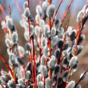 5 Pussy Willow Cuttings, Pussy Willow Live Plants for Gardens, 8-10 Inc Tall, Cut Flowers Pussy Willow Tree Live Plant