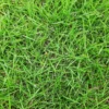 1/8 Lb Zenith Zoysia Grass Seeds For Lawn, Green Zoysia Seed for Planting, Fresh Zoysia Seeds To Grow Groundcover