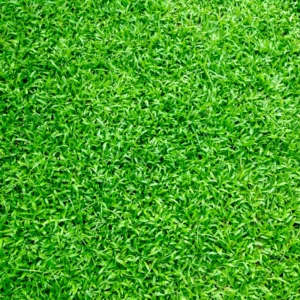 1/8 Lb Zenith Zoysia Grass Seeds For Lawn, Green Zoysia Seed for Planting, Fresh Zoysia Seeds To Grow Groundcover