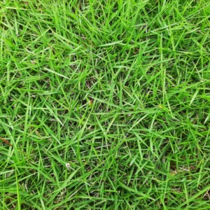 5000 Zenith Zoysia Grass Seeds For Lawn, Green Zoysia Seed for Planting, Fresh Zoysia Seeds To Grow Groundcover
