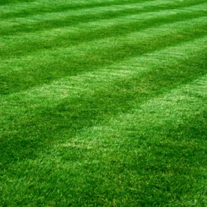 5000 Zenith Zoysia Grass Seeds For Lawn, Green Zoysia Seed for Planting, Fresh Zoysia Seeds To Grow Groundcover