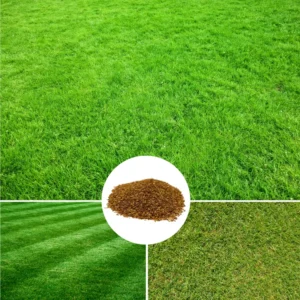 5000 Zenith Zoysia Grass Seeds For Lawn, Green Zoysia Seed for Planting, Fresh Zoysia Seeds To Grow Groundcover