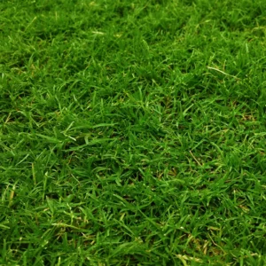 5000 Zenith Zoysia Grass Seeds For Lawn, Green Zoysia Seed for Planting, Fresh Zoysia Seeds To Grow Groundcover