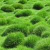 1/8 Lb Zenith Zoysia Grass Seeds For Lawn, Rare Zoysia Seed for Planting, Fresh Zoysia Seeds To Grow Groundcover