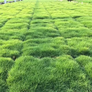 1/8 Lb Zenith Zoysia Grass Seeds For Lawn, Rare Zoysia Seed for Planting, Fresh Zoysia Seeds To Grow Groundcover