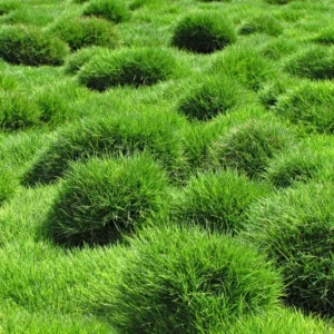1/4 Lb Zenith Zoysia Grass Seeds for Lawn, Fresh Zoysia Seeds, Rare Grass Seeds for a Beautiful Yard