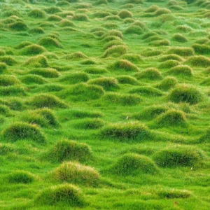 1/4 Lb Zenith Zoysia Grass Seeds for Lawn, Fresh Zoysia Seeds, Rare Grass Seeds for a Beautiful Yard