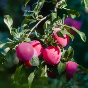 Santa Rosa Plum Tree Live Plant, 2-3 Feet Tall, Sweet Plum Fruit Tree, Plum Plant Live, Come In Pot