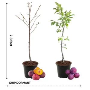 Santa Rosa Plum Tree Live Plant, 2-3 Feet Tall, Sweet Plum Fruit Tree, In Pot, Dormant, No Leaves, Plum Plant Live