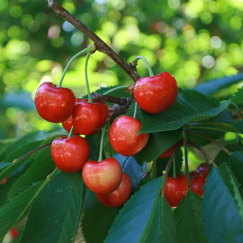 Cherry Tree Live Plant, 2-3 Feet Tall, Sweet Cherry Fruit Tree, Cherry Plant Live, Come In Pot