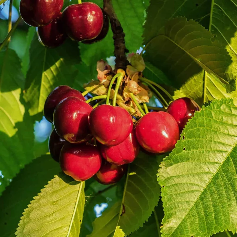 Cherry Tree Live Plant, 2-3 Feet Tall, Sweet Cherry Fruit Tree, Cherry Plant Live, Come In Pot