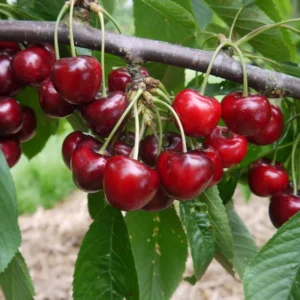 Cherry Tree Live Plant, 2-3 Feet Tall, Sweet Cherry Fruit Tree, In Pot, Dormant, No Leaves, Cherry Plant Live