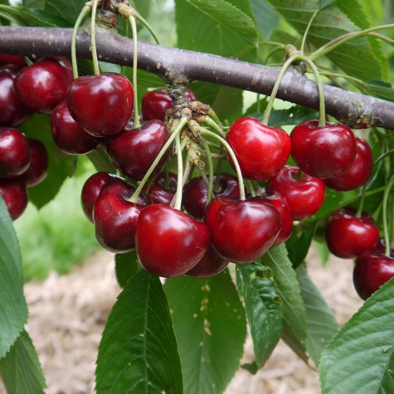 Cherry Tree Live Plant, 2-3 Feet Tall, Sweet Cherry Fruit Tree, In Pot, Dormant, No Leaves, Cherry Plant Live