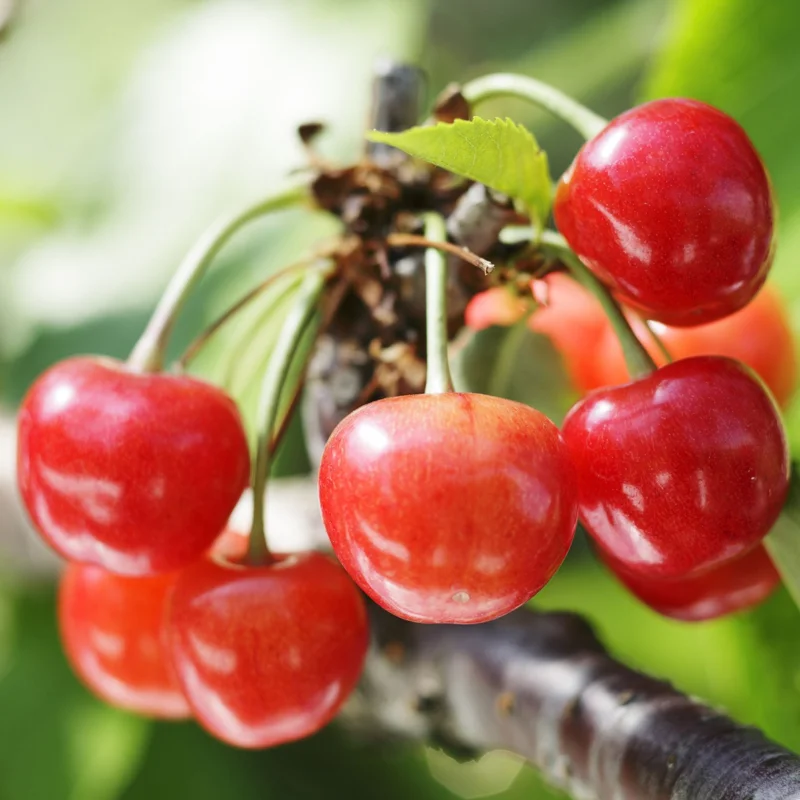 Cherry Tree Live Plant, 2-3 Feet Tall, Sweet Cherry Fruit Tree, In Pot, Dormant, No Leaves, Cherry Plant Live