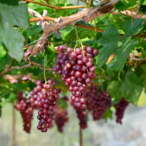Grape Vine Live Plant, Grape Plant Live For Planting, 2-3 Feet Tall, Grape Tree Live Plant